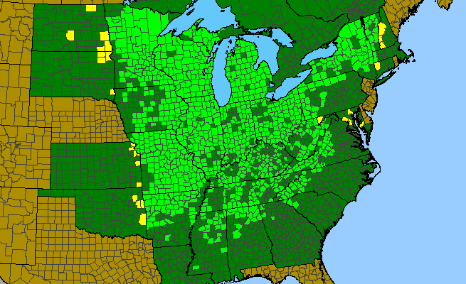 The range of Uvularia grandiflora